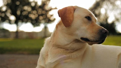 Yellow Labrador on a lawn. 스톡 동영상 88341820