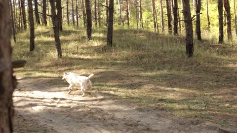 Yellow labrador learning to bring stick to owner at walk Stock Footage 160825671