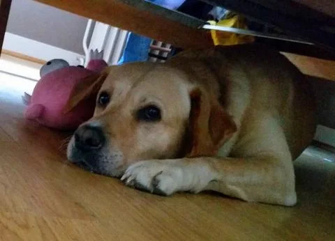 Yellow Labrador lying under a bed with its stuffed toy Stock Photos