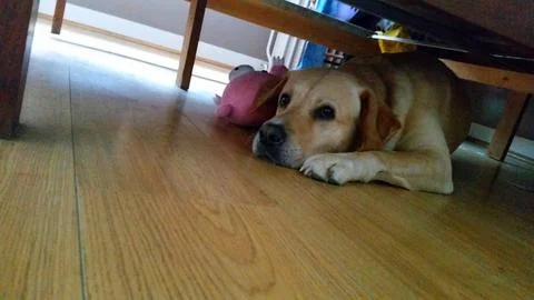 Yellow Labrador lying under a bed with its stuffed toy Stock Photos