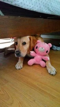 Yellow Labrador lying under a bed with its stuffed toy Stock Photos