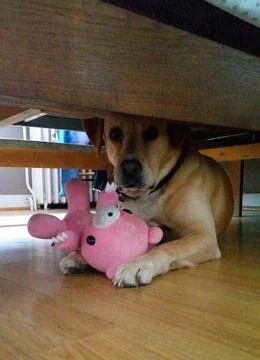 Yellow Labrador lying under a bed with its stuffed toy Stock Photos