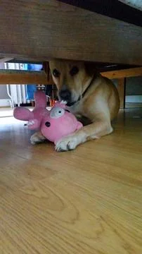 Yellow Labrador lying under a bed with its stuffed toy Stock Photos