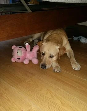 Yellow Labrador lying under a bed with its stuffed toy Stock Photos
