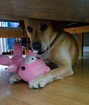 Yellow Labrador lying under a bed with its stuffed toy Stock Photos