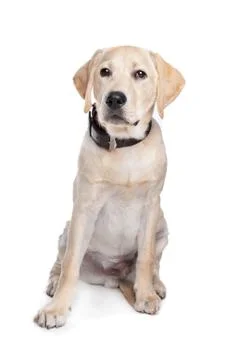 Yellow Labrador Stock Photos