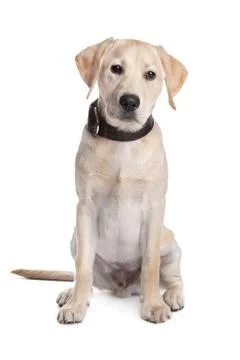 Yellow Labrador Stock Photos