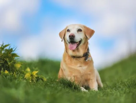 Yellow labrador Stock Photos