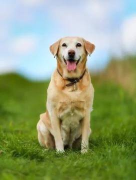 Yellow labrador Stock Photos