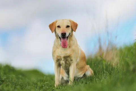 Yellow labrador Stock Photos