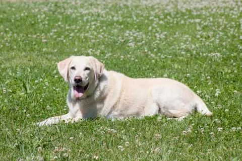 Yellow labrador Stock Photos