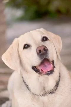 Yellow labrador Stock Photos