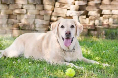 Yellow labrador Stock Photos