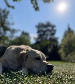 Yellow Labrador Stock Photos