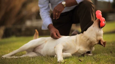 Yellow Labrador playing with a toy. 스톡 동영상 88341824