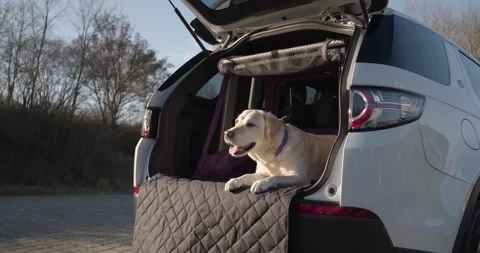 Yellow Labrador Resting in Open Car Boot, Sunny Parking Area, Wide Shot Vídeo Stock 341316602