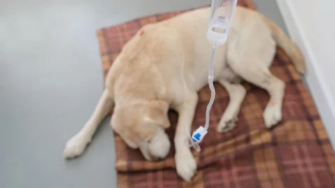 Yellow labrador retriever on defocused backgorund getting hypodermic drip Stock Footage 265534925