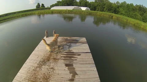 Yellow labrador retriever Stock Footage 40973235