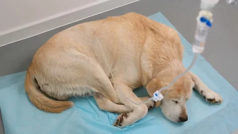 Yellow labrador retriever getting hypodermic drip infusion for dog with kidney Stock Footage 265380139