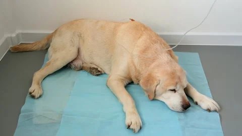 Yellow labrador retriever lying on blue medical diaper in the veterinary clinic Stock Footage 265146830