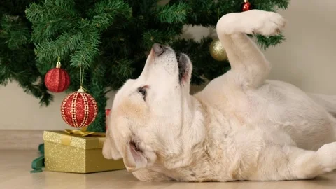 Yellow labrador retriever lying on the floor and playing with Christmas ball Stock Footage 259499264