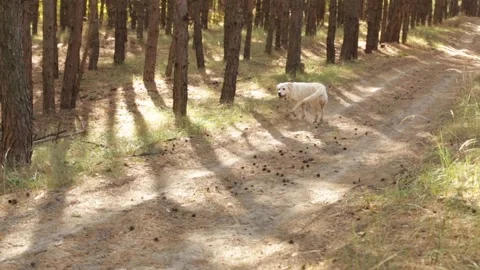 Yellow labrador retriever running along path in pine forest Stock Footage 161007616
