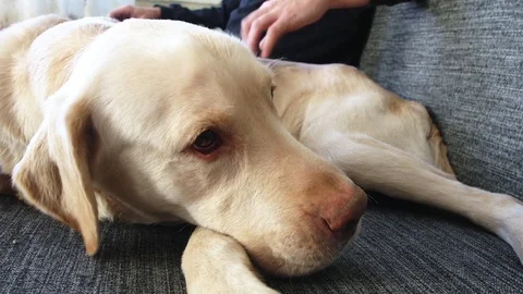 Yellow labrador on sofa Video stock 85384788