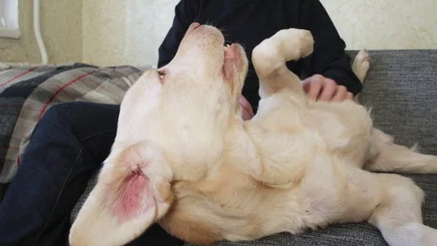 Yellow labrador on sofa Video stock 85384818