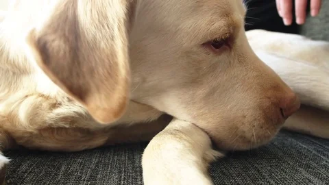 Yellow labrador on sofa 動画素材 85384832