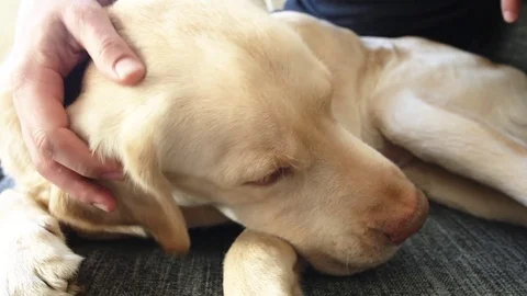 Yellow labrador on sofa Stock Footage 85384864