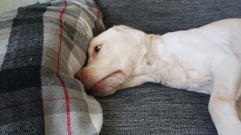 Yellow labrador on sofa Vídeo Stock 85384897