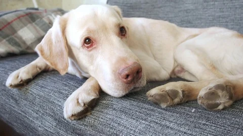 Yellow labrador on sofa Stock Footage 85384927