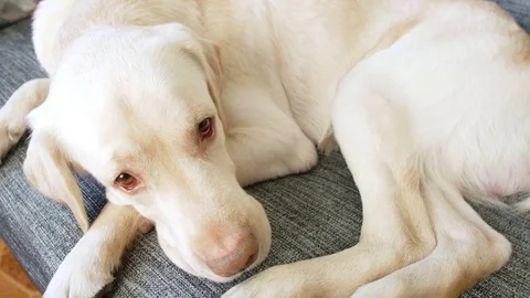 Yellow labrador on sofa Stock Footage 85385004