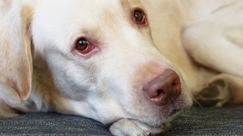 Yellow labrador on sofa Stock Footage 85385030