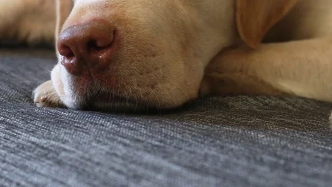 Yellow labrador on sofa 動画素材 85385109