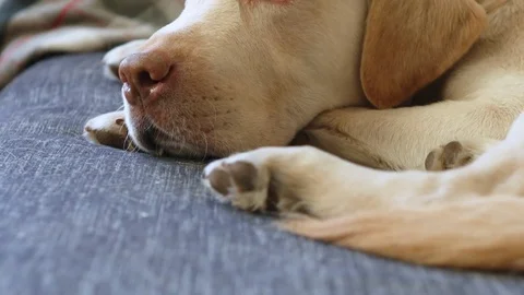 Yellow labrador on sofa Stock Footage 85385128