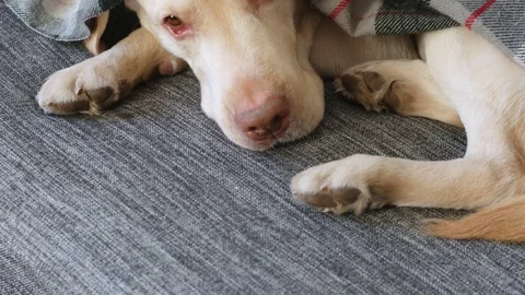 Yellow labrador on sofa Stock Footage 85385176