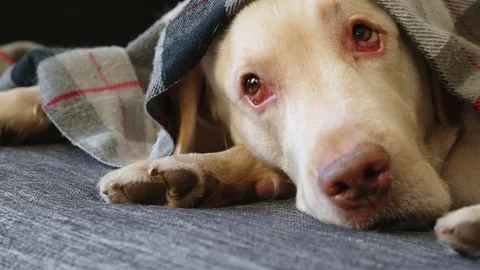 Yellow labrador on sofa Stock-Footage 85385216