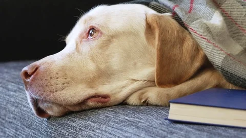Yellow labrador on sofa Stock Footage 85385254