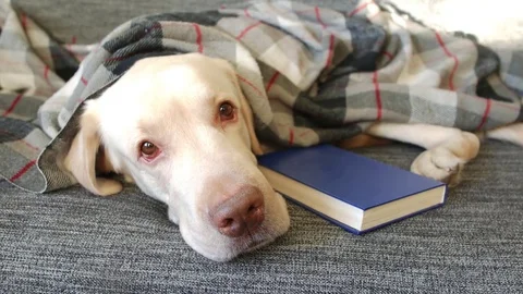 Yellow labrador on sofa Stock Footage 85385297