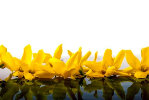 Yellow laburnum Stock Photos
