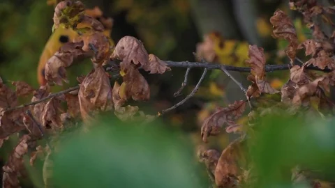 Yellow lace on a tree Stock Footage 82782377