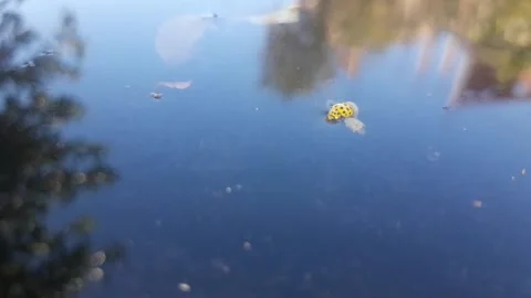A yellow ladybird above watter Stock Footage