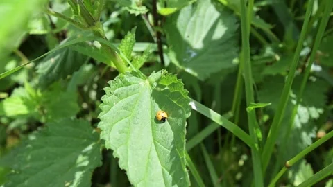 Yellow ladybug with black dots on a leaf Stock Footage 277031609