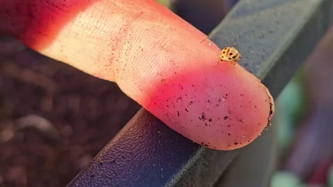 Yellow Ladybug Crawling on Human Finger Video stock 327399750