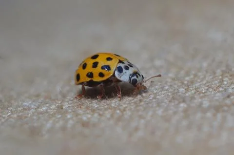 Yellow ladybug crawling on tissue macro Stock Photos