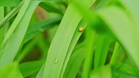 Yellow ladybug Stock Footage 154034215