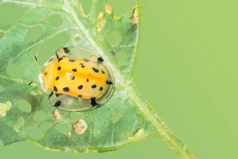 Yellow ladybug on leaf Stock Photos