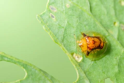 Yellow ladybug on leaf Stock Photos