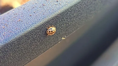 Yellow Ladybug Moving in Macro Close Up Stock Footage 327400033
